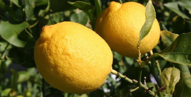 Limon fiyatı rekor kırdı