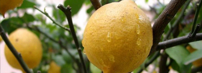 Temmuzda İstanbul'un şampiyonu limon