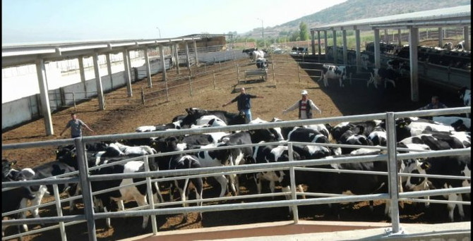 Duru Bey'in spermasına 50 TL fazla destek
