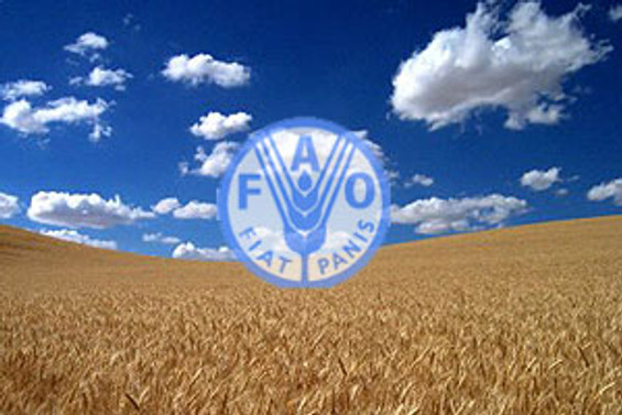 FAO'dan tahıl alarmı