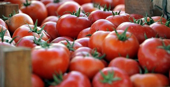 Salçalık domateste hasat zamanı