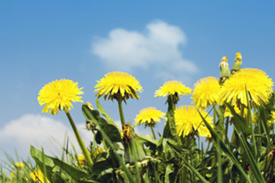 Karahindiba Cayi Kanseri Yendi Gundem Haberleri
