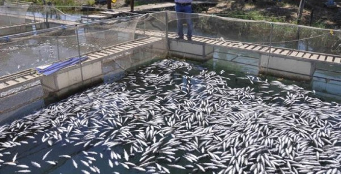 Manavgat'ta 600 bin balık telef oldu