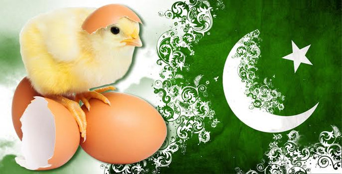 Pakistan'dan tavuk civcivi ithalatı