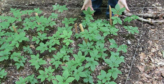 Şifa kaynağı 'ginseng' Türkiye'de yetiştirilecek