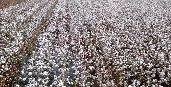 Aydın'da sezonun ilk pamuğu 25 liradan satıldı