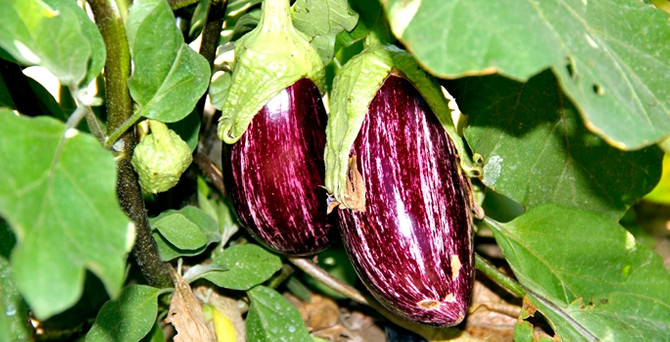 Tescilli patlıcanın rekoltesi yüzde 100 arttı