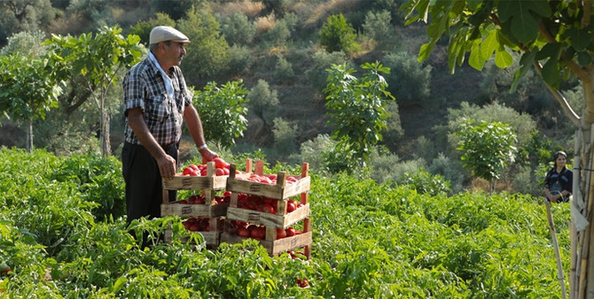 Knorr, domates hasadına davet ediyor!