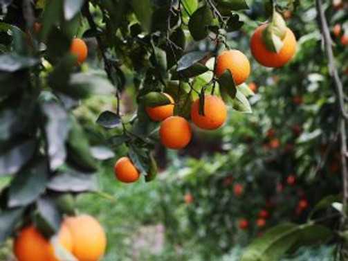 Narenciye üreticisi Rusya'yı bekliyor