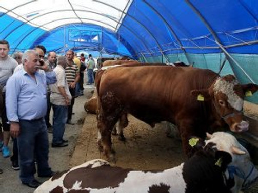 İstanbul'da kurbanlıklar görücüye çıktı