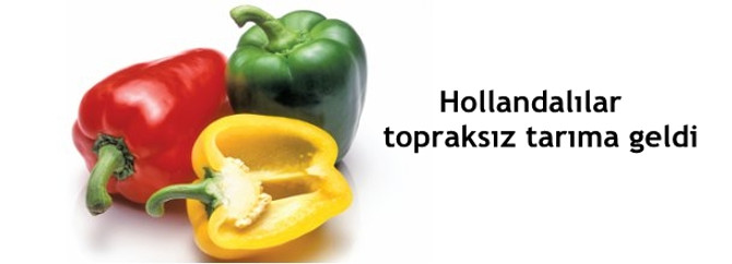 Hollandalılar topraksız tarıma geldi