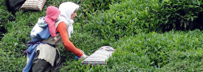 Yaş çay budama bedelleri ödeniyor