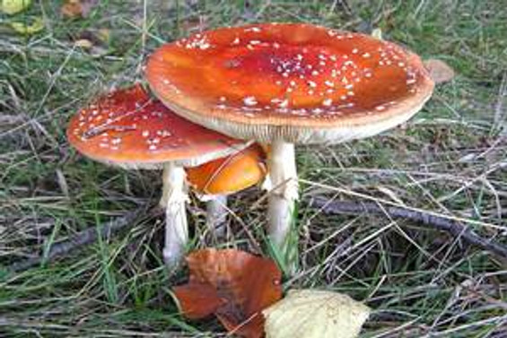 Mantar zehirlenmeleri