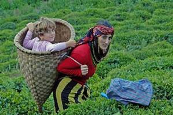 ÇAYKUR, 87 bin 500 ton yaş çay aldı