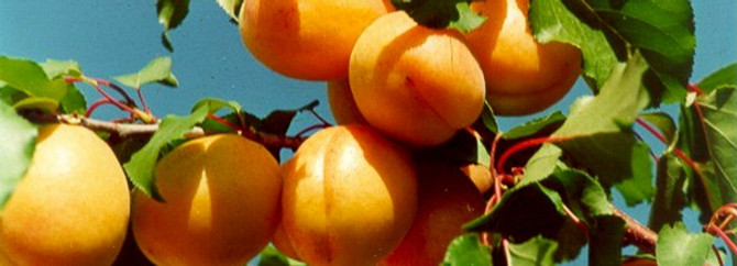Kayısıda rekolte beklentisi 413 bin 40 ton
