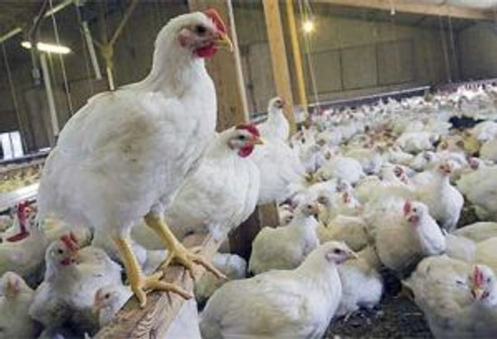 TİKA'dan Türkmenistan'a tavukçuluk tesisi
