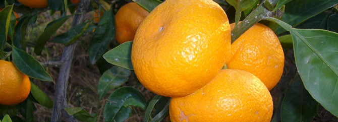 Bodrum mandalinasında hasat başladı