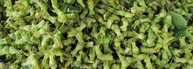 Destekleme 'Kurul'dan geçti fındıkçının yüzü güldü
