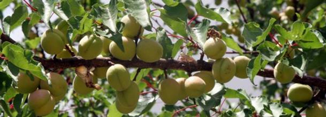 Kayısı sezonu 2,5 liradan açtı