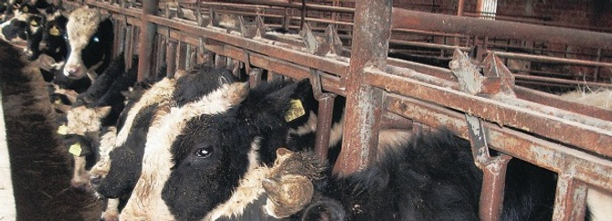 Koç ve McDonald's besicilikten çıktı