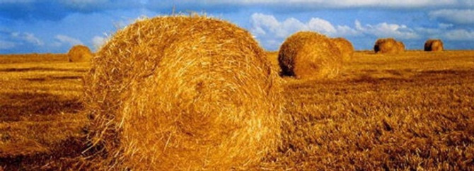 Kış gelince saman fiyatları ikiye katlandı