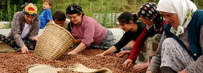 Geçici fındık işçilerine "düşük rekolte" uyarısı