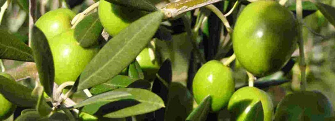 Zeytin ihracatında artış yüzde 11