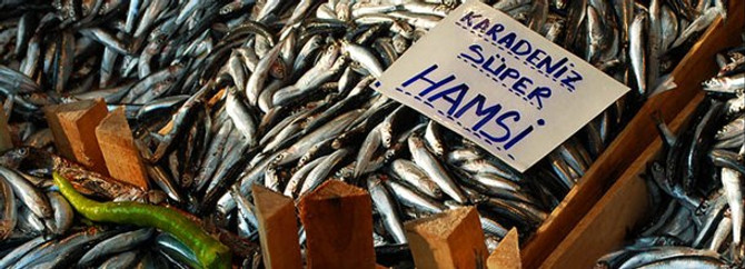 Hamsi severlere kötü haber