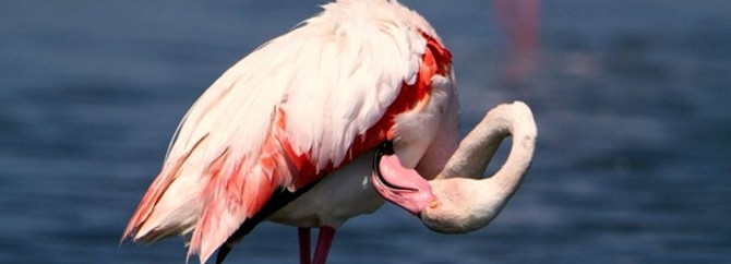 Flamingolar kazandı