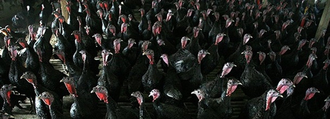 Hindi fiyatları 100 liradan başlıyor