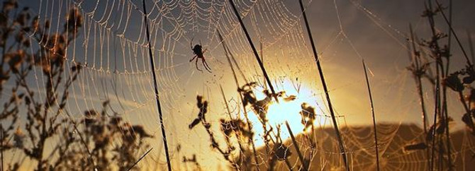 Yabana tonlarca yem bırakıldı