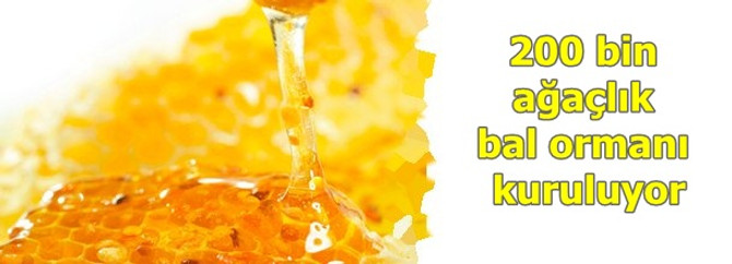 200 bin ağaçlık bal ormanı kuruluyor