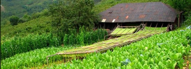 Tütün ihracatı yüzde 120 arttı