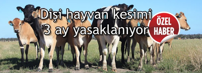 Dişi hayvan kesimi üç ay süreyle yasaklanıyor