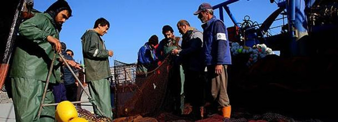 Yunuslar, balıkçının tutacağı balığa ortak oldu