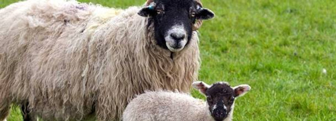 Yeni Zelanda'dan süt alımı durduruldu