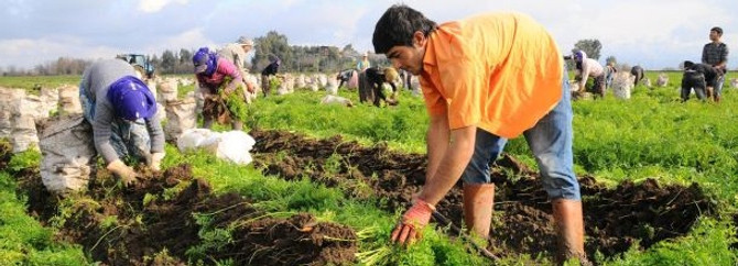 Mevsimlik işçi Ardahan'da kazandı