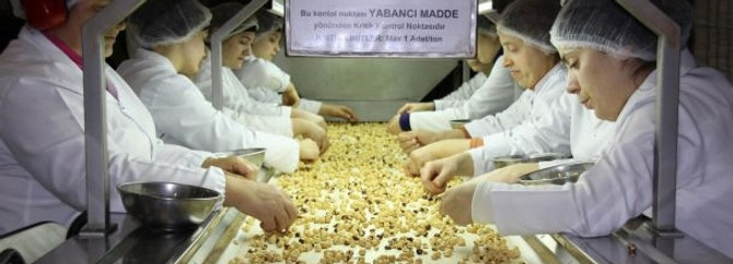 Fındığın bu yararı ilk kez...