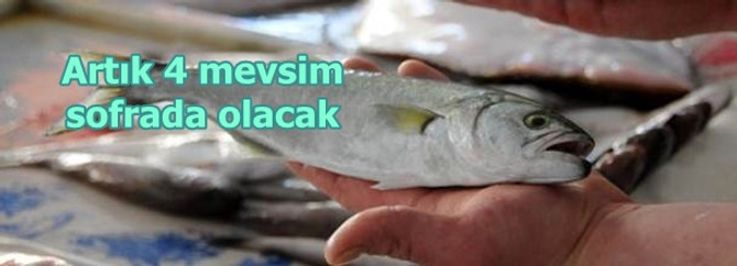 Denizlerin prensi 4 mevsim sofraları süsleyecek