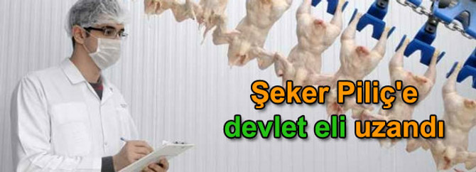 Şeker Piliç'e devlet eli uzandı