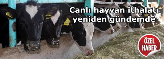 Canlı hayvan ithalatı yeniden gündemde