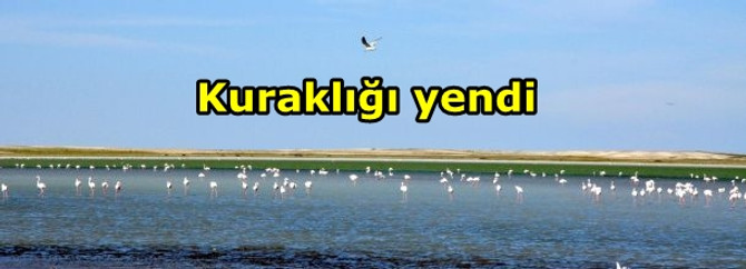 Seyfe Gölü kuraklığı yendi