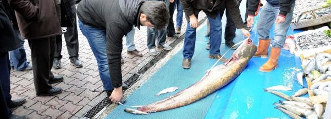 Görenleri şaşırttı