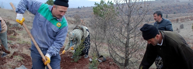 137 bin Dumlupınar şehidi anısına "137 bin fidan"