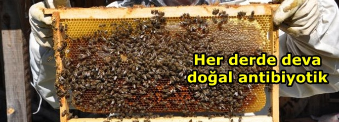 Her derde deva, doğal antibiyotik