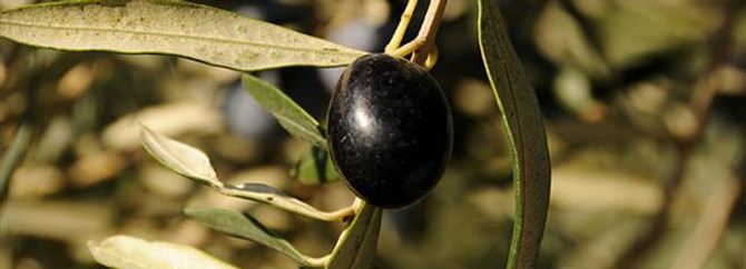 Zeytin sineği 8,5 milyon ağacı tehdit ediyor