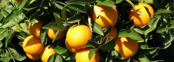 Finike Portakalı "sahtecilerin" tehdidi altında