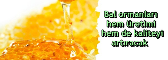 Bal ormanları hem üretimi hem de kaliteyi artıracak