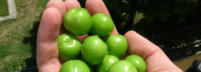 Erik üreticileri sezonu mutlu kapattı