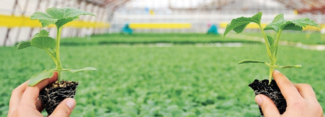 "Tarım büyümede diğer sektörlere fark attı"